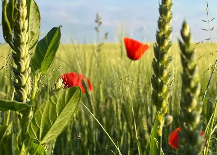 Apartment W Zaciszu Palacu *