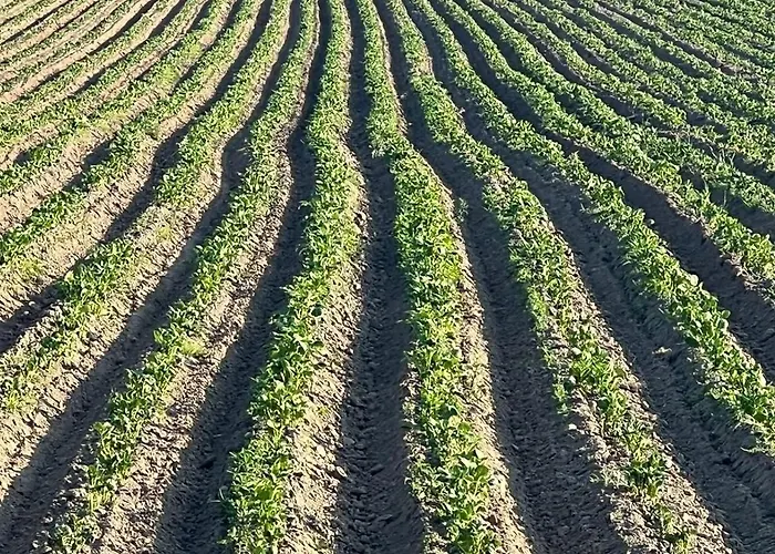 W Zaciszu Palacu Trzcinica